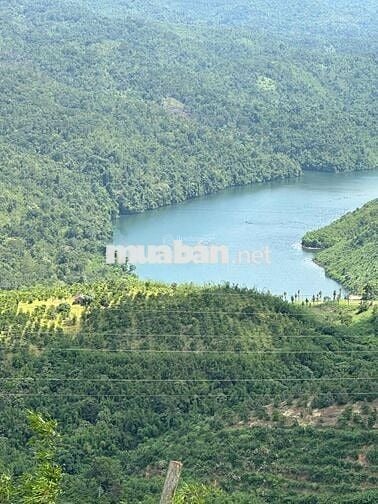 CHÍNH CHỦ CẦN BÁN GẤP 9,3 HA RẪY TÀ ĐÙNG