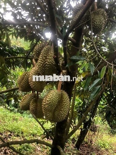 CHÍNH CHỦ CẦN BÁN GẤP 9,3 HA RẪY TÀ ĐÙNG