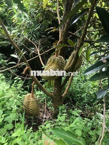 CHÍNH CHỦ CẦN BÁN GẤP 9,3 HA RẪY TÀ ĐÙNG