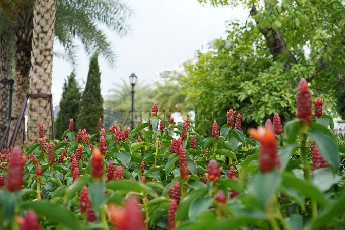 Biệt thự Chính Chủ tại Elegant Park Villa Thạch Bàn, đường Thạch Bàn, 