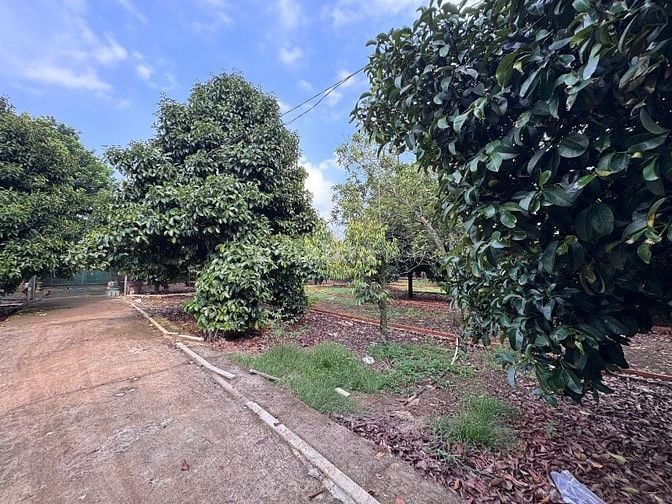 1.081m² view Hồ Trị An, ôm suối 62m. Đất chính chủ giảm mạnh 200tr còn