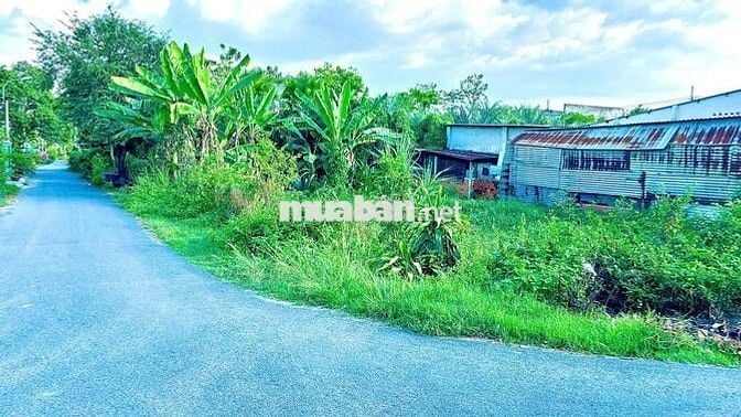 Bán đất Tân Thông Hội Củ Chi 295m2 chính chủ sổ hồng riêng giá rẻ