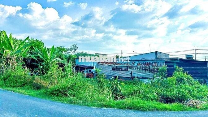 Bán đất Tân Thông Hội Củ Chi 295m2 chính chủ sổ hồng riêng giá rẻ