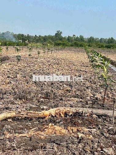 Đất vườn 1000m2 giá chỉ 440tr, Tân Thành, Thủ Thừa