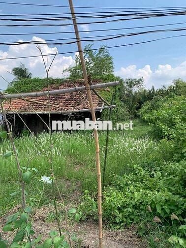 Đường xe hơi cách mặt tiền Trần Văn Nghĩa 50m