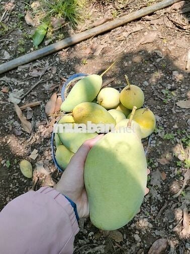 Bán nhanh 1000m2 vườn xoài gần sát hồ Trị An mát mẻ, mặt tiền hơn 17m
