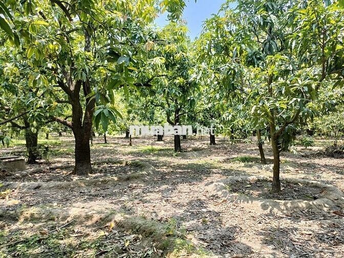 Bán nhanh 1000m2 vườn xoài gần sát hồ Trị An mát mẻ, mặt tiền hơn 17m
