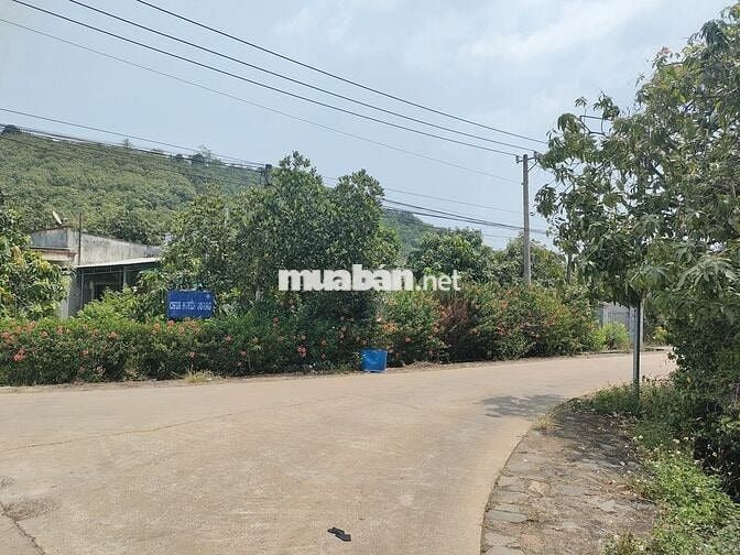 Bán nhanh 1000m2 vườn xoài gần sát hồ Trị An mát mẻ, mặt tiền hơn 17m