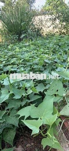 Chính chủ cần cho thuê phòng trọ