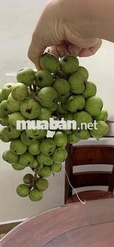 Chính chủ cần cho thuê phòng trọ