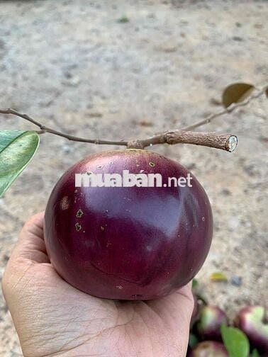 Chính chủ cần cho thuê phòng trọ