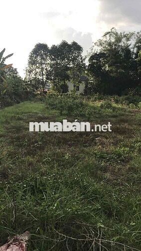 chính chủ bán đất chà là dương minh châu, 1tỷ3 thương lượng