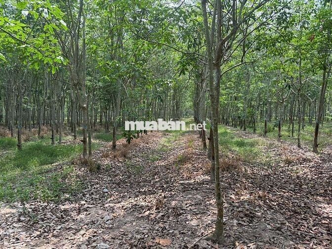 BÁN ĐẤT MẪU CAO SU SẴN KHAI THÁC