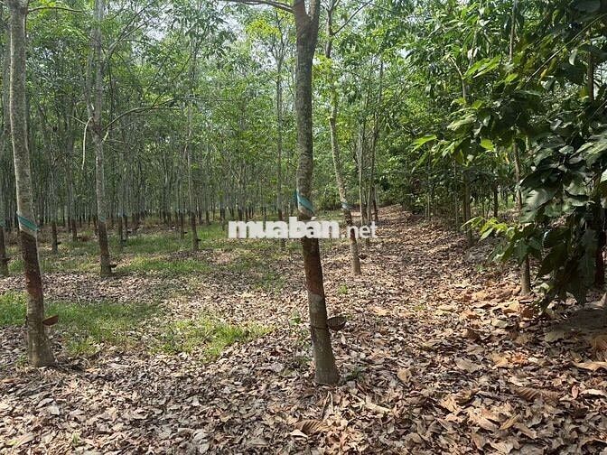 BÁN ĐẤT MẪU CAO SU SẴN KHAI THÁC