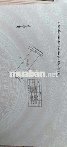 BÁN ĐẤT MẪU CAO SU SẴN KHAI THÁC