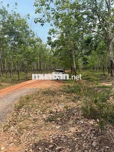 BÁN ĐẤT MẪU CAO SU SẴN KHAI THÁC