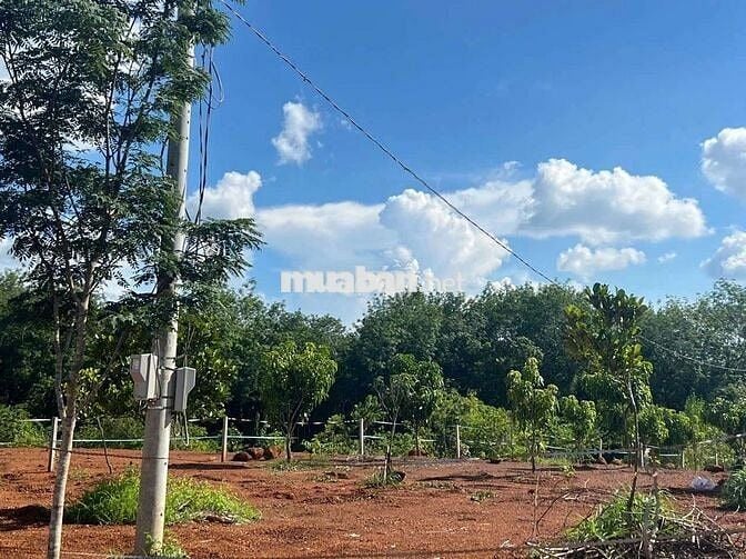 bán đất nền.đất sào khu vực. Minh lập. Minh Hưng. đồng tâm 