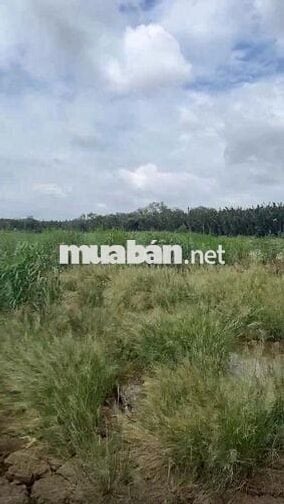 BÁN ĐẤT BỜ SÔNG – CẦN GIỜ - AN THỚI ĐÔNG -HỒ CHÍ MINH.