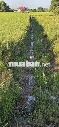 Đường trần quang khải ( cầu đức thành 1)
