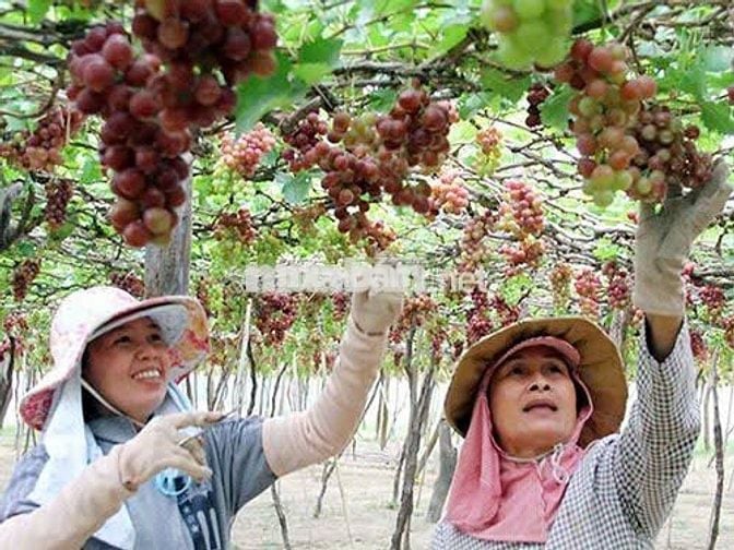 Bán đất tại KDL đồi cát Nam Cương, TP. Phan Rang, diện tích 2000 m2