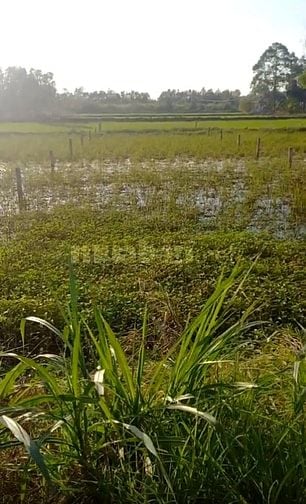 Thổ cư lô 5*48- gần thị trấn- oto tới đất - Đông Thành- Đức Huệ