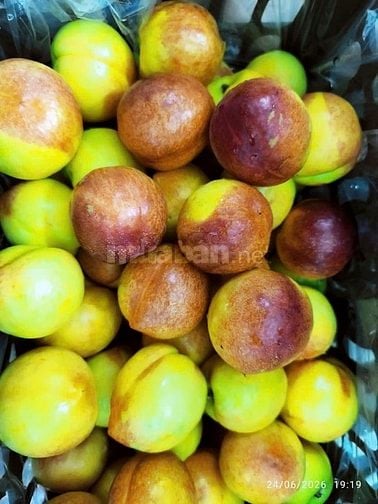 Em mới về thùng đào 🍑 còn cứng.