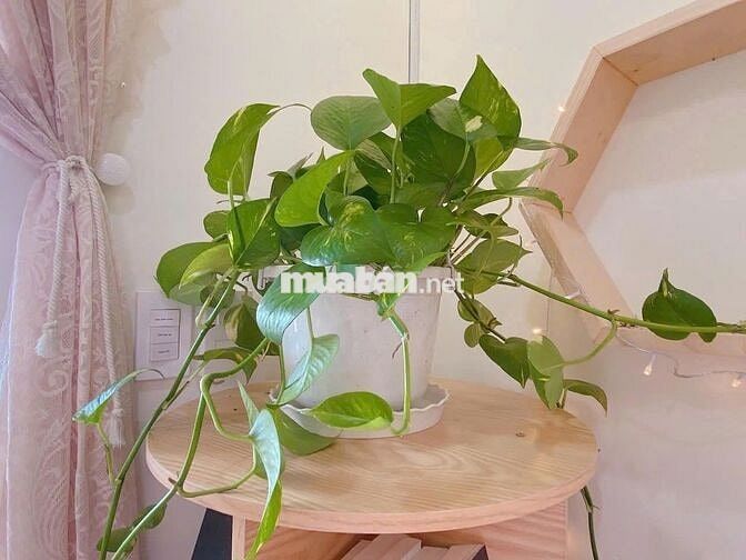 CĂN HỘ 2PN SIÊU XINH CHO THUÊ FULL NỘI THẤT GẦN BỆNH VIỆN QUẬN THỦ ĐỨC