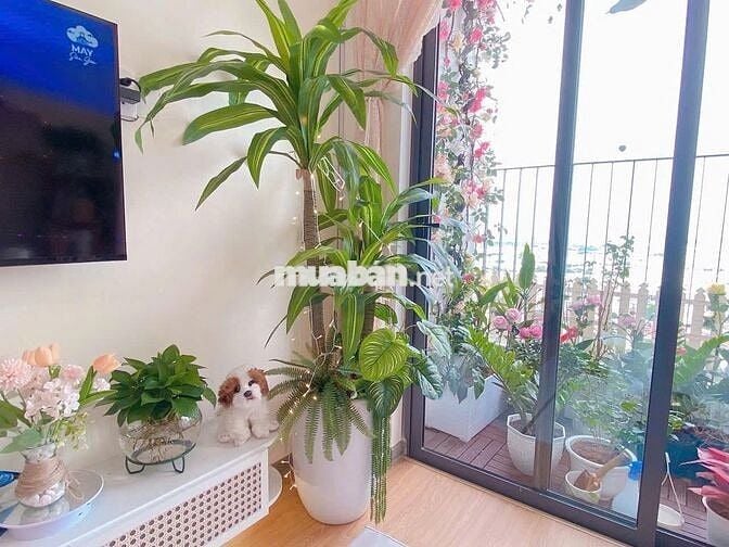 CĂN HỘ 2PN SIÊU XINH CHO THUÊ FULL NỘI THẤT GẦN BỆNH VIỆN QUẬN THỦ ĐỨC