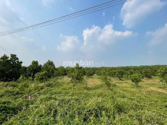 Công ty Đấu giá hợp danh Lam Sơn Sài Gòn THÔNG BÁO ĐẤU GIÁ TÀI SẢN