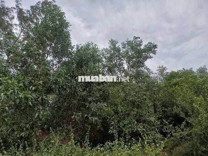 Cần bán mảnh đất chính chủ gần biển Mỹ Khê 2,65 tỷ sổ hồng riêng