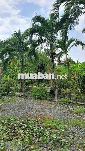 Nhà trọ có sân vườn QL 50, Bình Chánh, giáp Q8 biệt lập an ninh 24/24