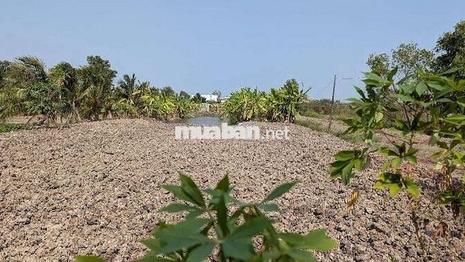 Mặt tiền nhựa 6 tấn 5 tỷ 1000m2 Hưng Long Bình Chánh 