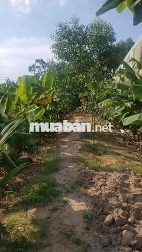 CHÍNH CHỦ CẦN BÁN GẤP ĐẤT CỦ CHI – 625,3m² – SỔ HỒNG RIÊNG SẴN CÓ