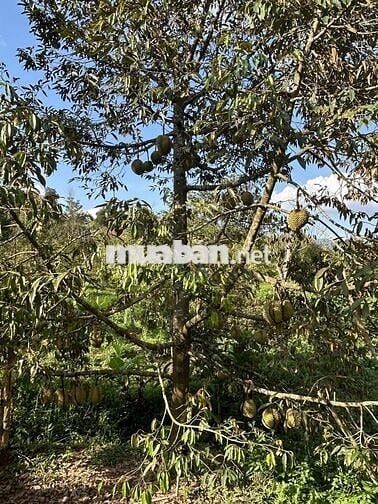 Bán đất nghỉ dưỡng view đẹp tại Khánh Hòa - Hoa hồng cho môi giới: 2%