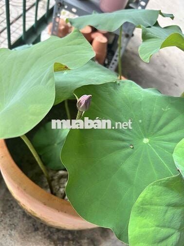 cần 1 nam đi theo ghe giao thức ăn len bè