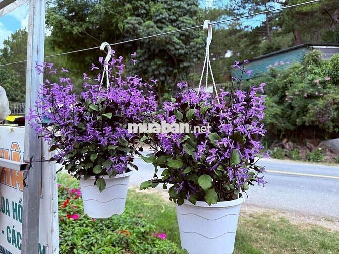 Có 2 triệu,cần góp 1 chiếc nợ xấu