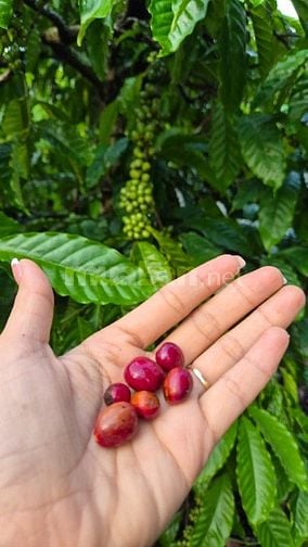 Đất. Nhà vườn. Thổ cư. sẵn cây ăn trái . Mặt tiền đường nhựa