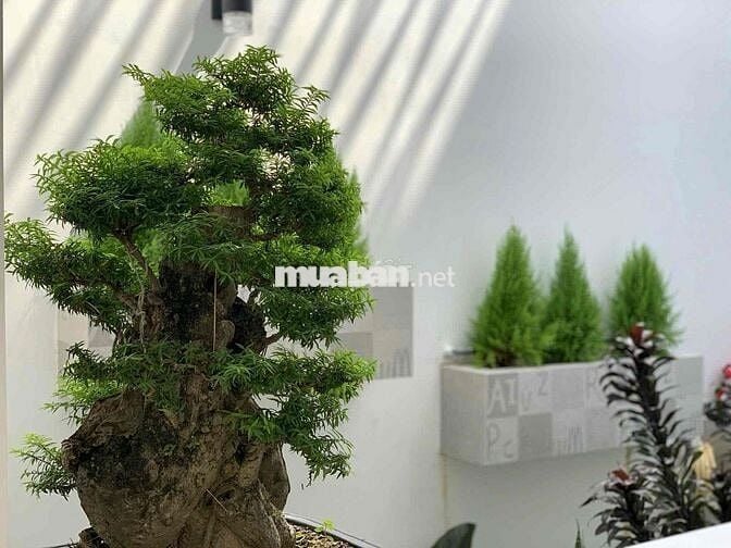Bán Nhà Chính Chủ. Tiện Nghi đầy đủ full NT, Nhà mới ô tô đỗ trong sân
