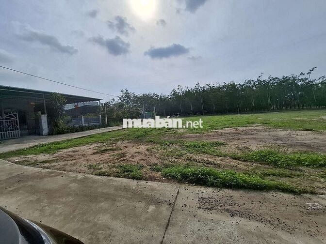 CHÍNH CHỦ cần bán lô đất 250m2 giá 250TR