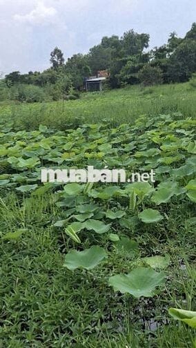  đất trồng cây lâu năm tại xã Bình Chánh, Tp.HCM