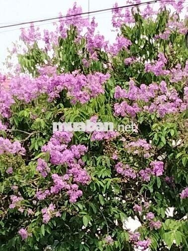 Đất Phú Lộc, Tân Phú (cũ) mặt tiền hẻm
