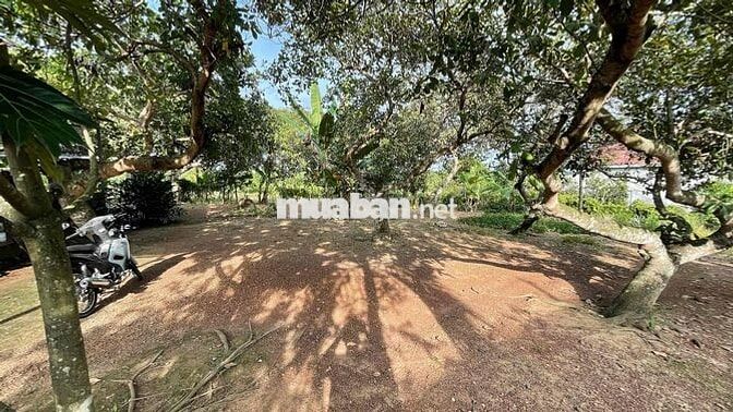 bán đất hiếu liêm , cách hồ trị an 1km