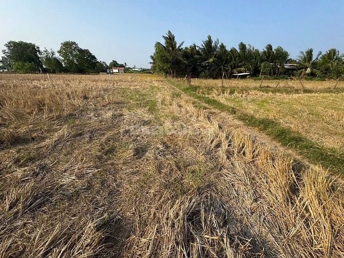 Bán 863.5 m vuông đất xã Tân Lân, Cần Đước , Long An giá 500 triệu đ