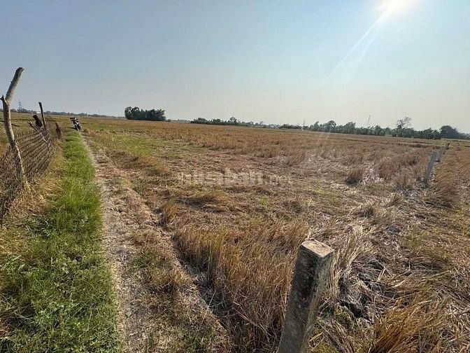 Bán 863.5 m vuông đất xã Tân Lân, Cần Đước , Long An giá 500 triệu đ