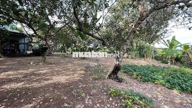 bán đất hiếu liêm , cách hồ trị an 1km