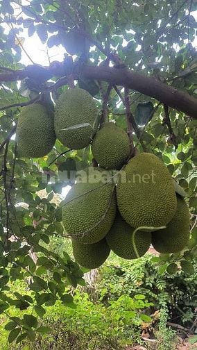 BÁN BIỆT THỰ SÂN VƯỜN MINI LONG VÂN – QUY NHƠN