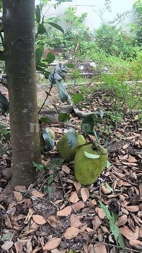 BÁN BIỆT THỰ SÂN VƯỜN MINI LONG VÂN – QUY NHƠN