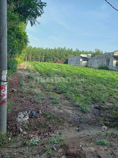 CHÍNH CHỦ CẦN BÁN LÔ ĐẤT THỔ CƯ 1976m2 ĐẦU TƯ SINH LỜI 