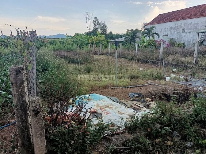 Bán đất 133m2, 1,5 tỷ tại xã Hoài Xuân, thị xã Hoài Nhơn, Bình Định