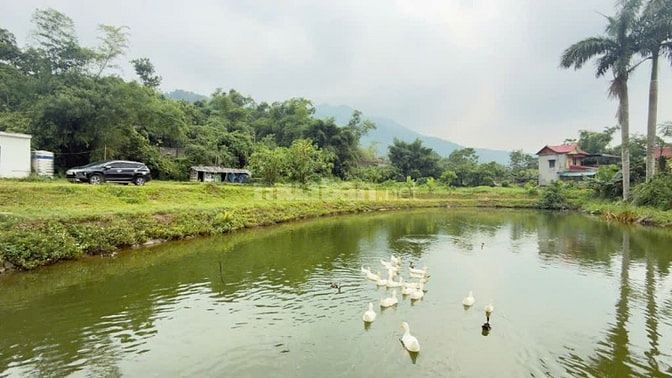 CẦN BÁN NHÀ VƯỜN VIEW CÁNH ĐỒNG DT 3100M TẠI LIÊN SƠN (CƯ YÊN CŨ)